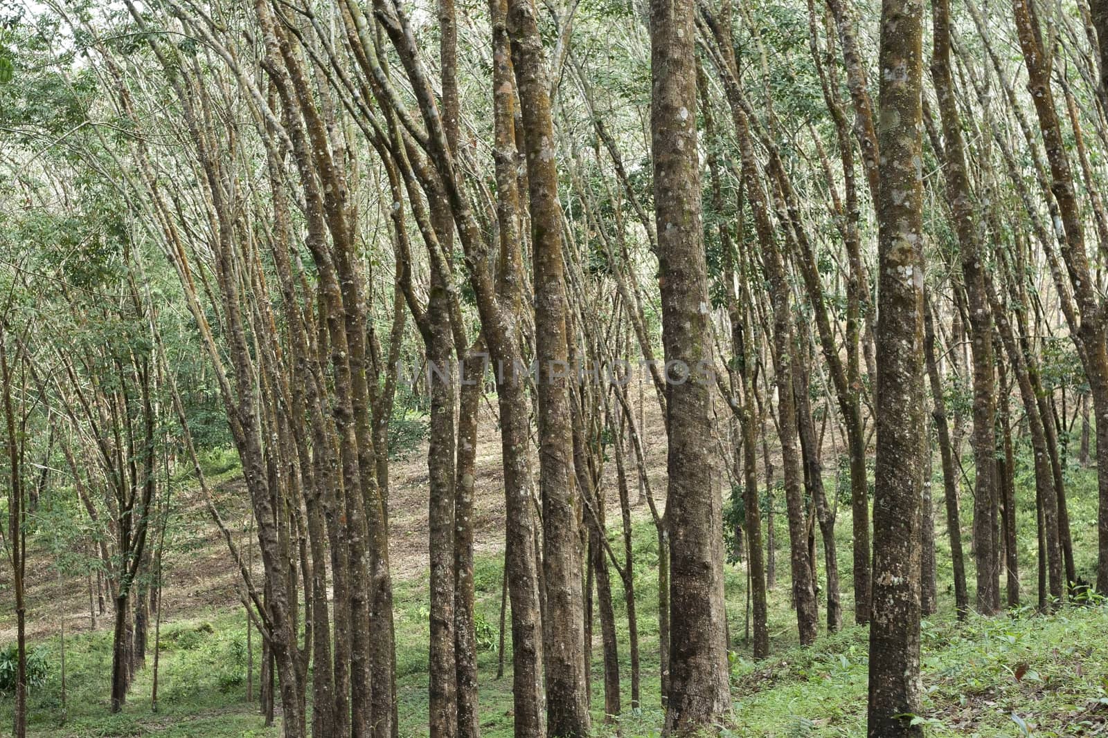 Rubber forest