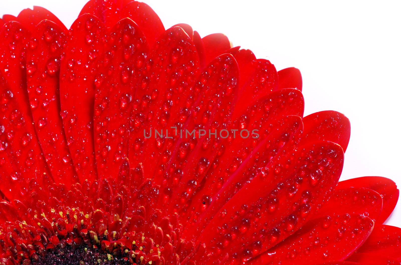 gerbera flower closeup on white background