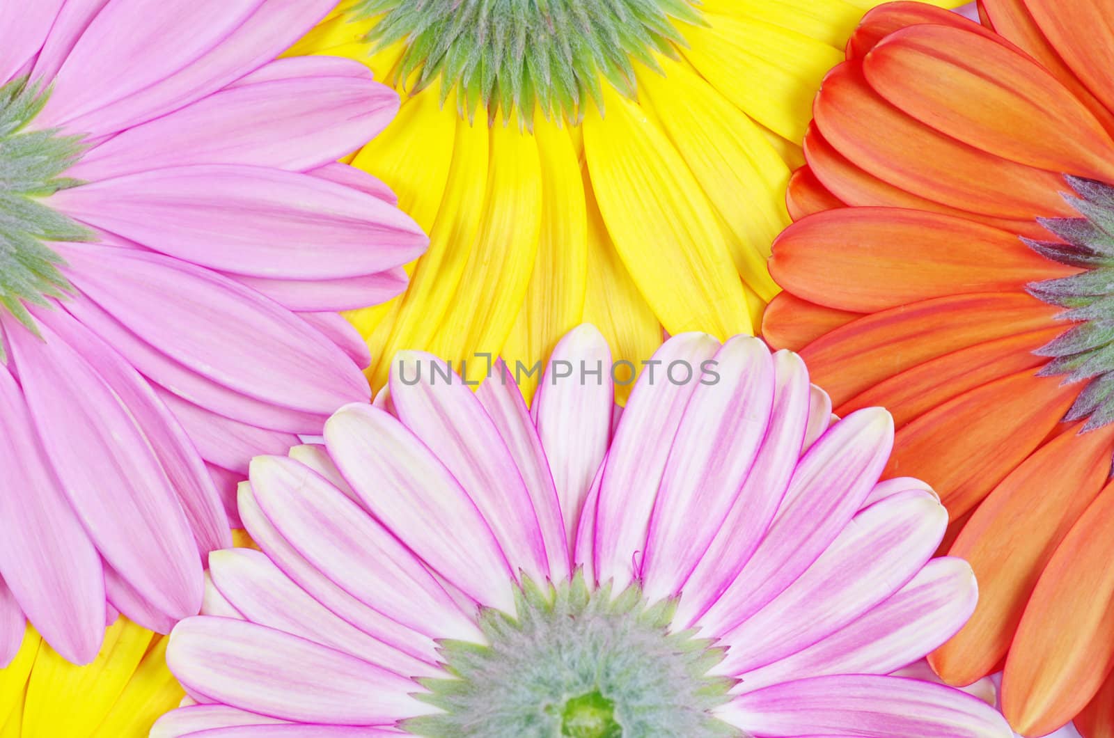 background colorful gerberas close up 