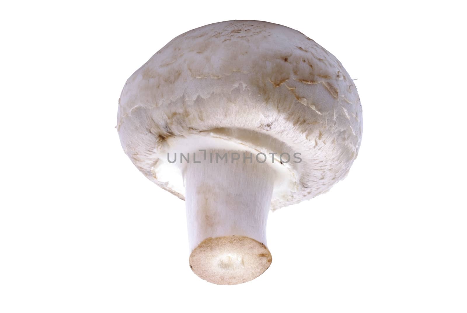 Champignon mushroom macro isolated on the white background. by borodaev