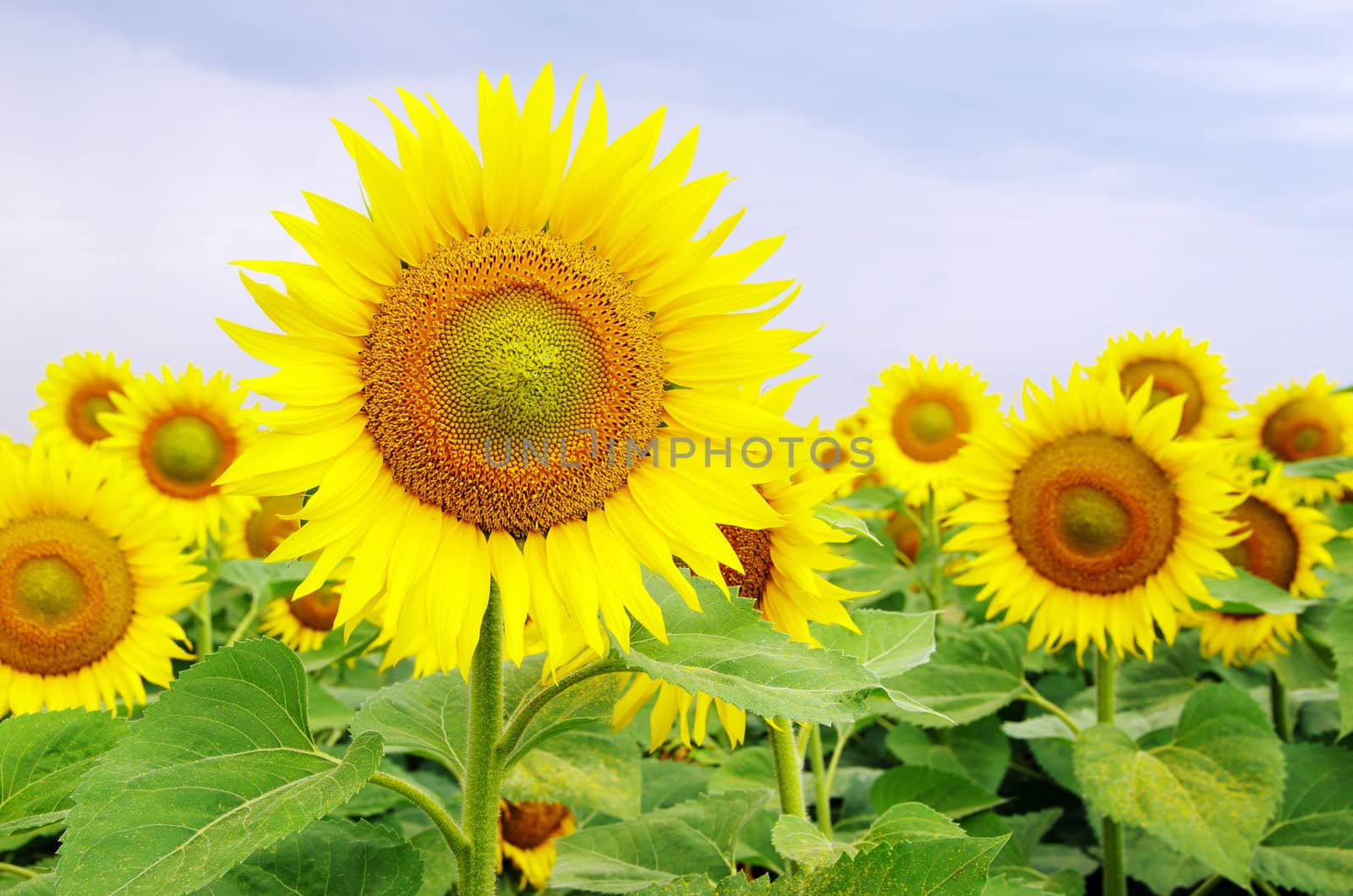 sunflower field over cloudy blue sky