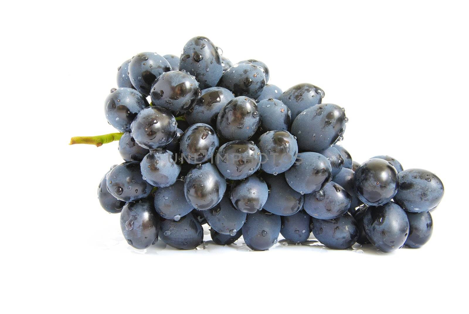 The branch of grapes with water drops
