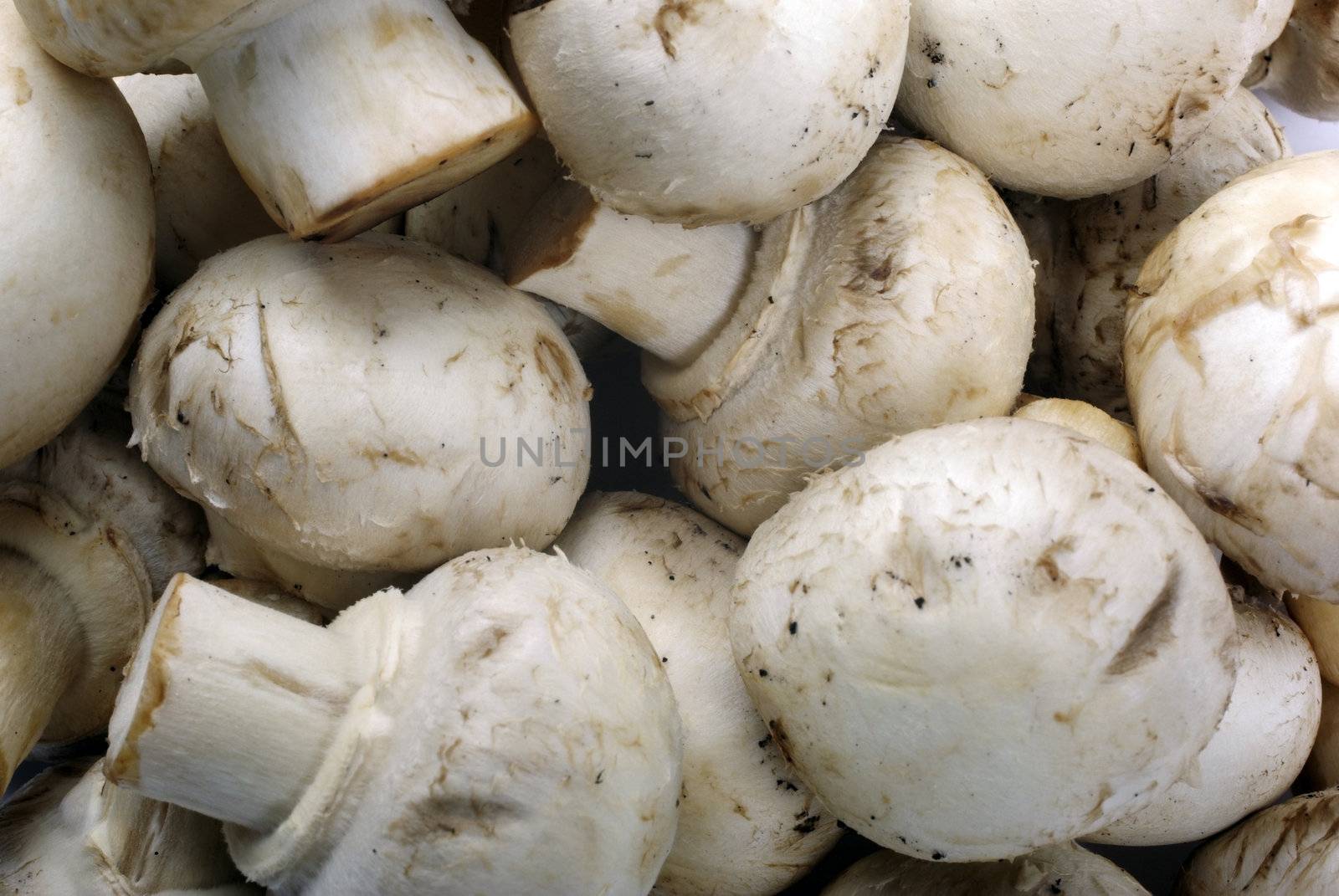 Edible champignon mushrooms macro as food background.