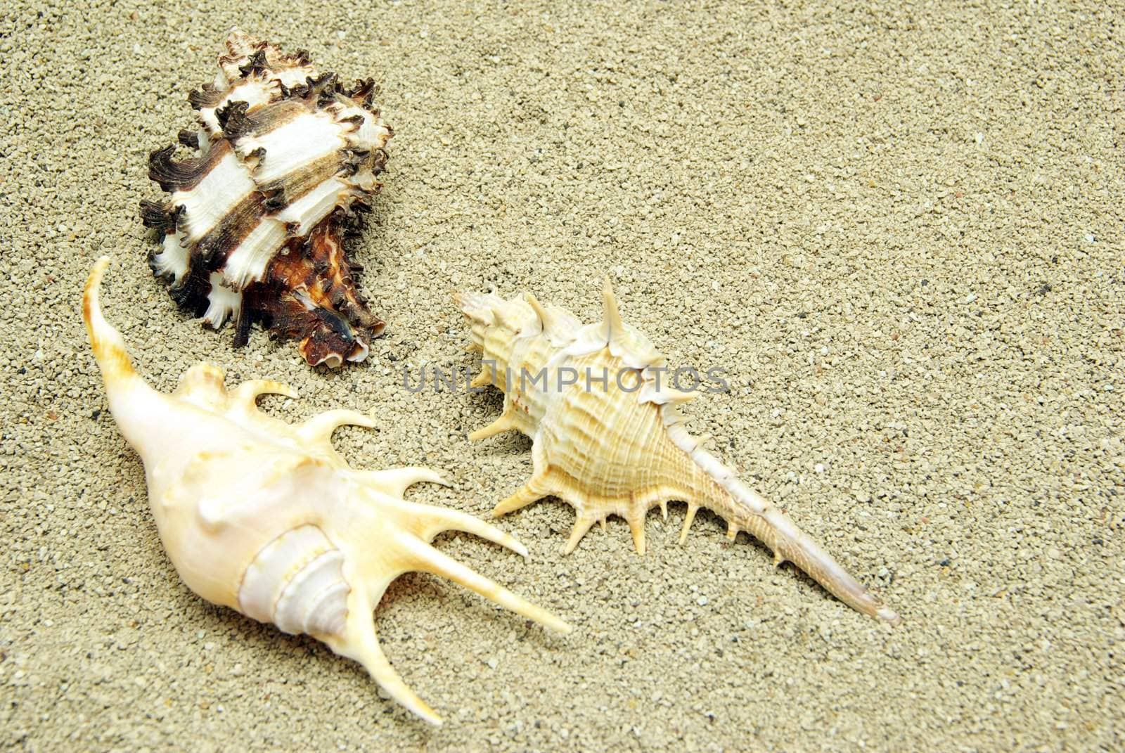 starfish and shells on the beach