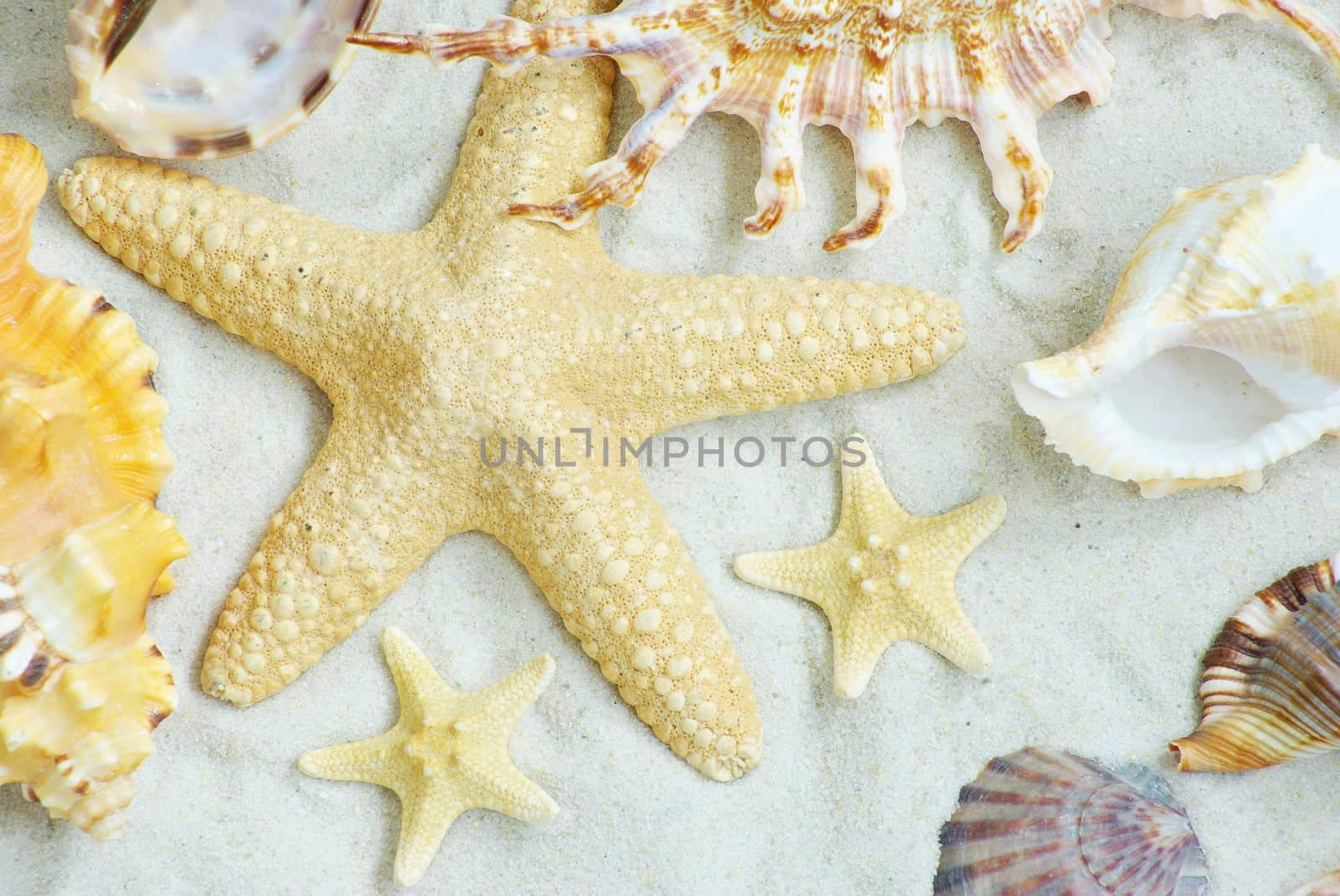 starfish and shells on the beach