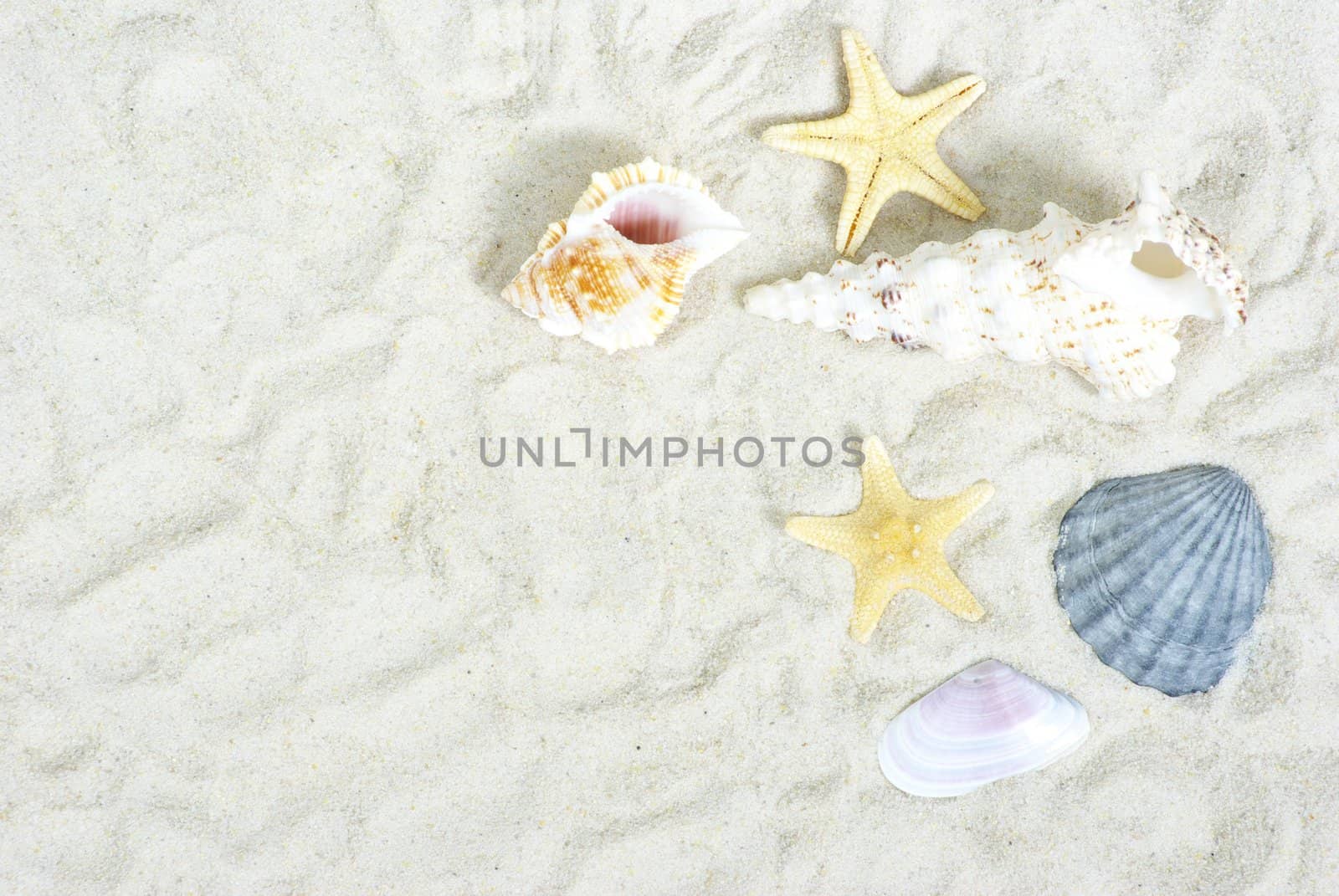 starfish and shells on the beach sand