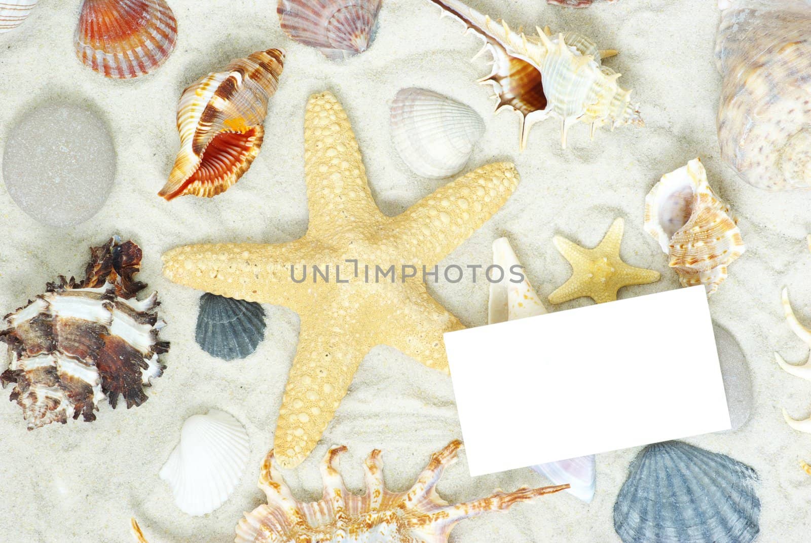 sea stars and shells an blank postcard on sands