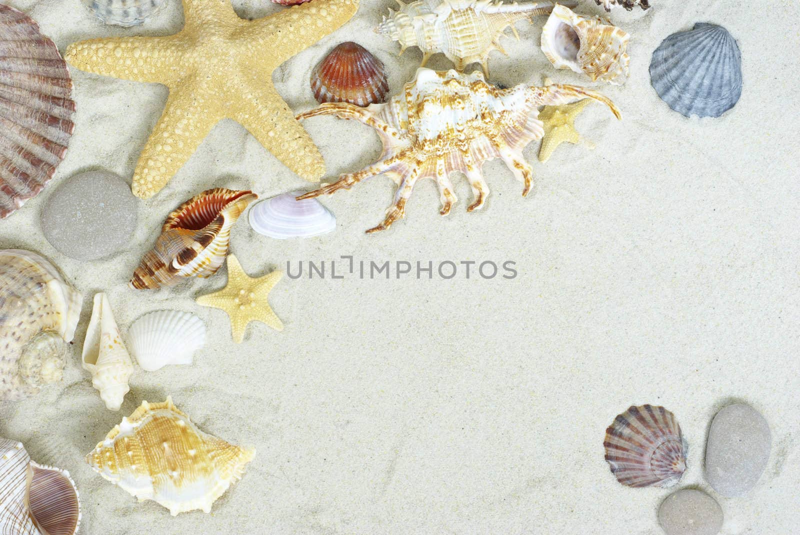 starfish and shells on the beach  sand