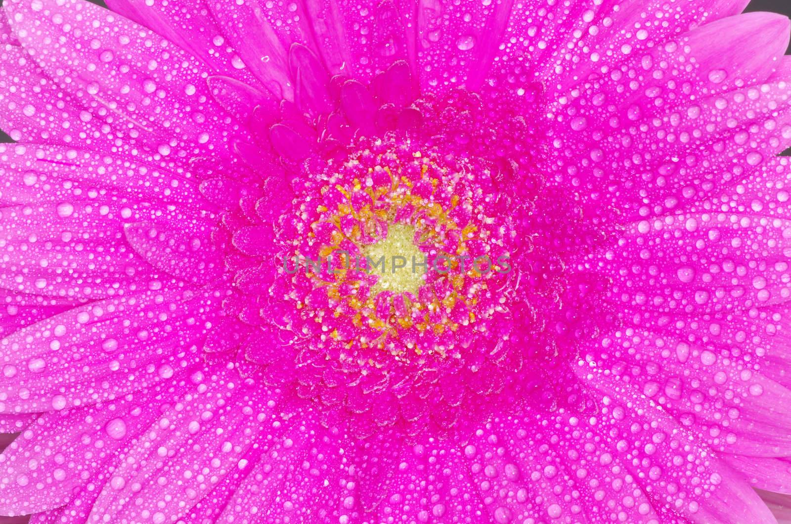  gerbera flower close up background