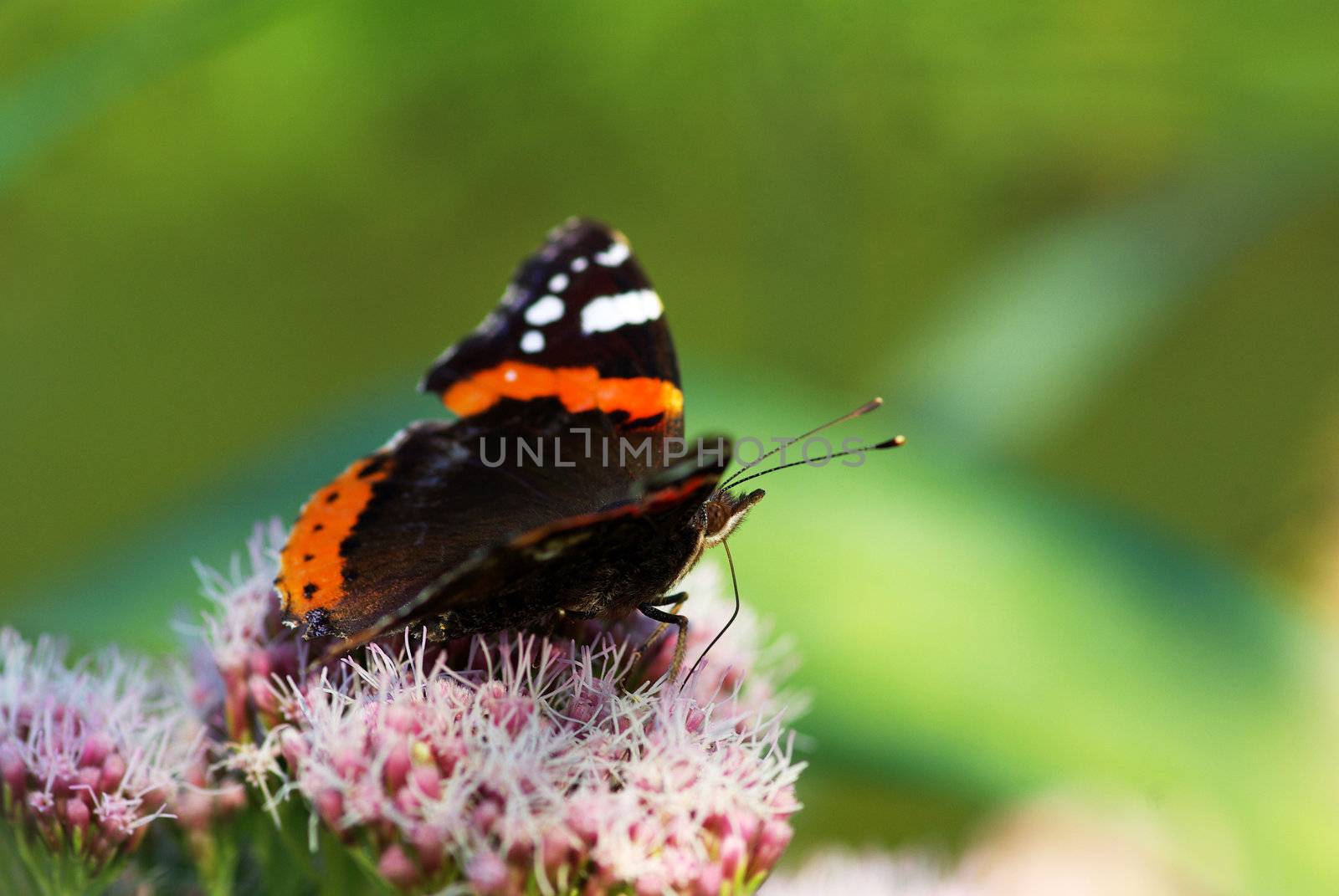  butterfly on a green leaf