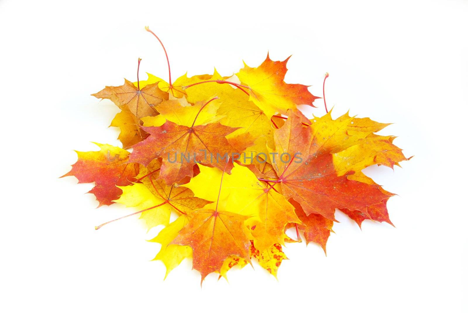 autumn maple leaves isolated on a white