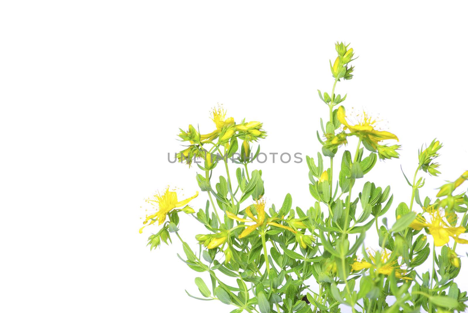 young green plant against white background