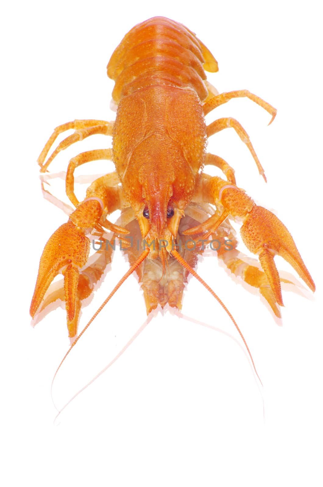 Hot boiled crayfish on white background