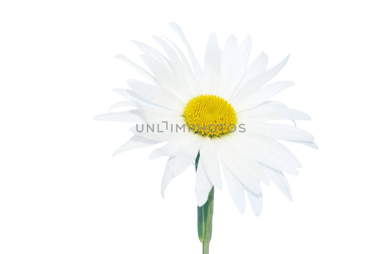 white chamomile isolated on white