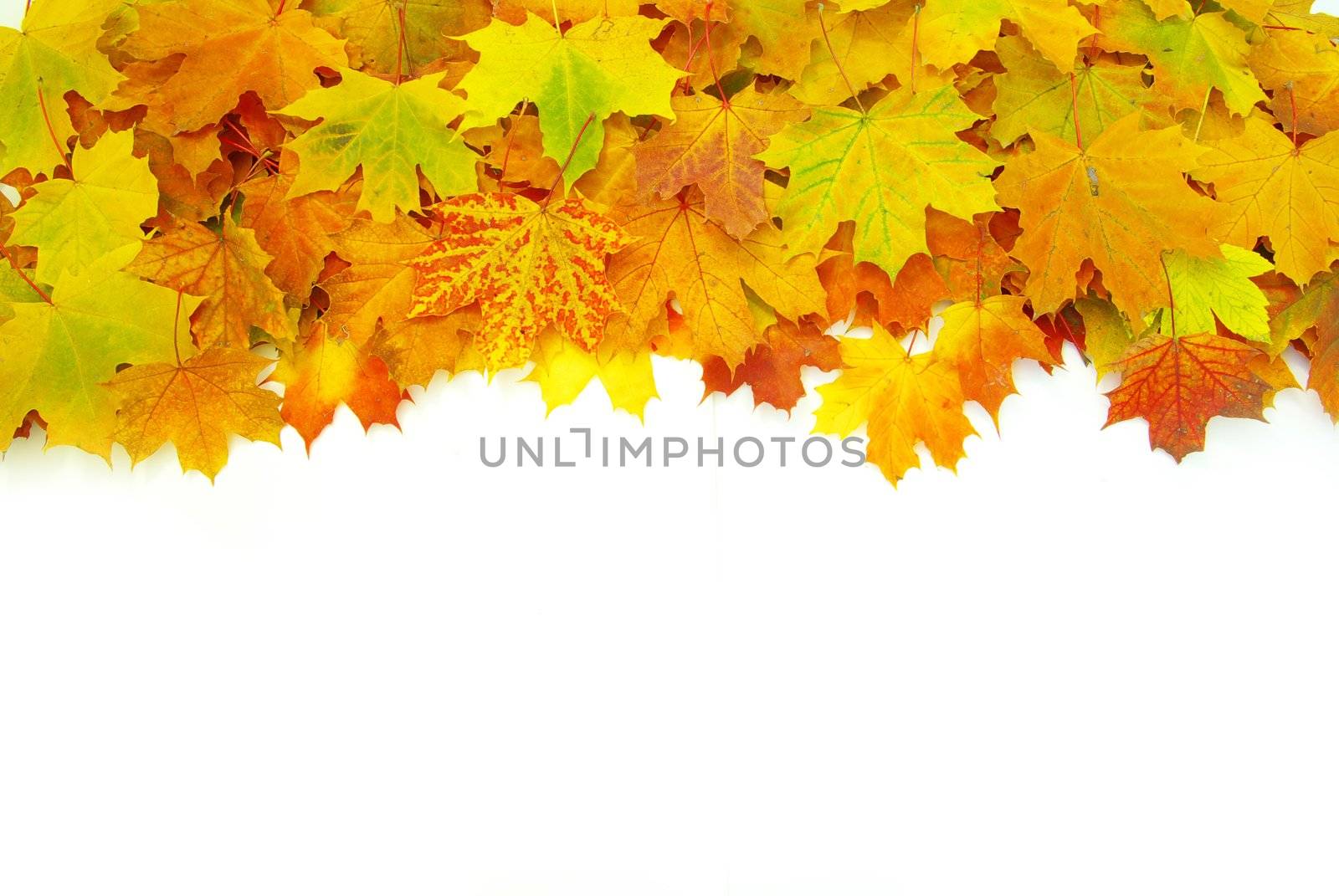 autumn maple leafs isolated on a white 