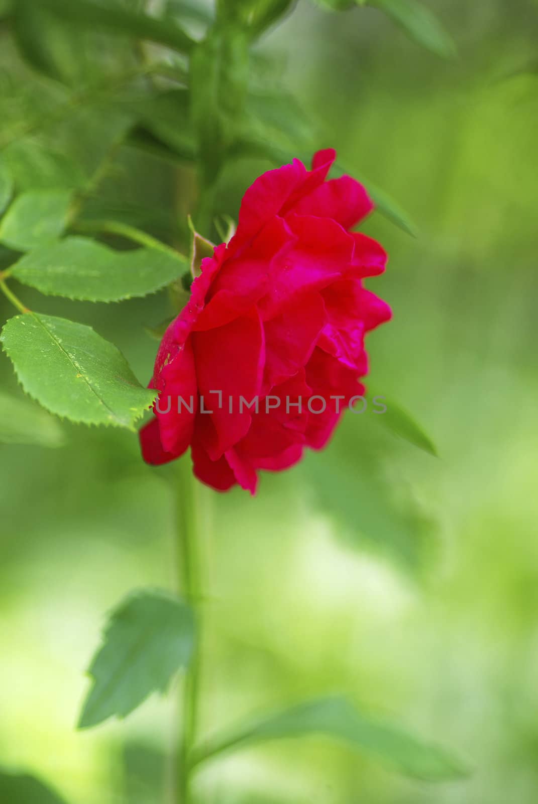 a close-up of a red rose   