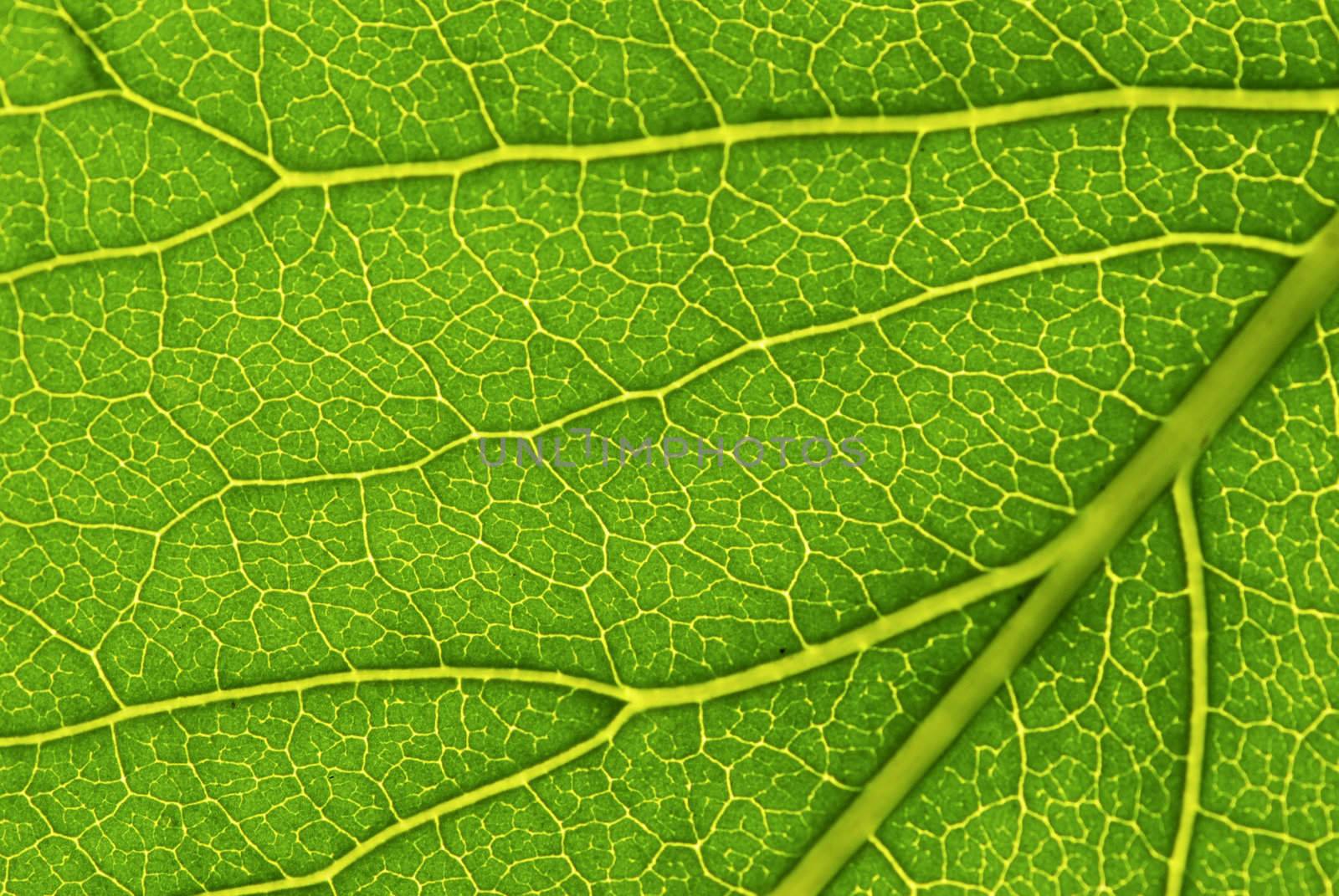 structure of leaf natural background