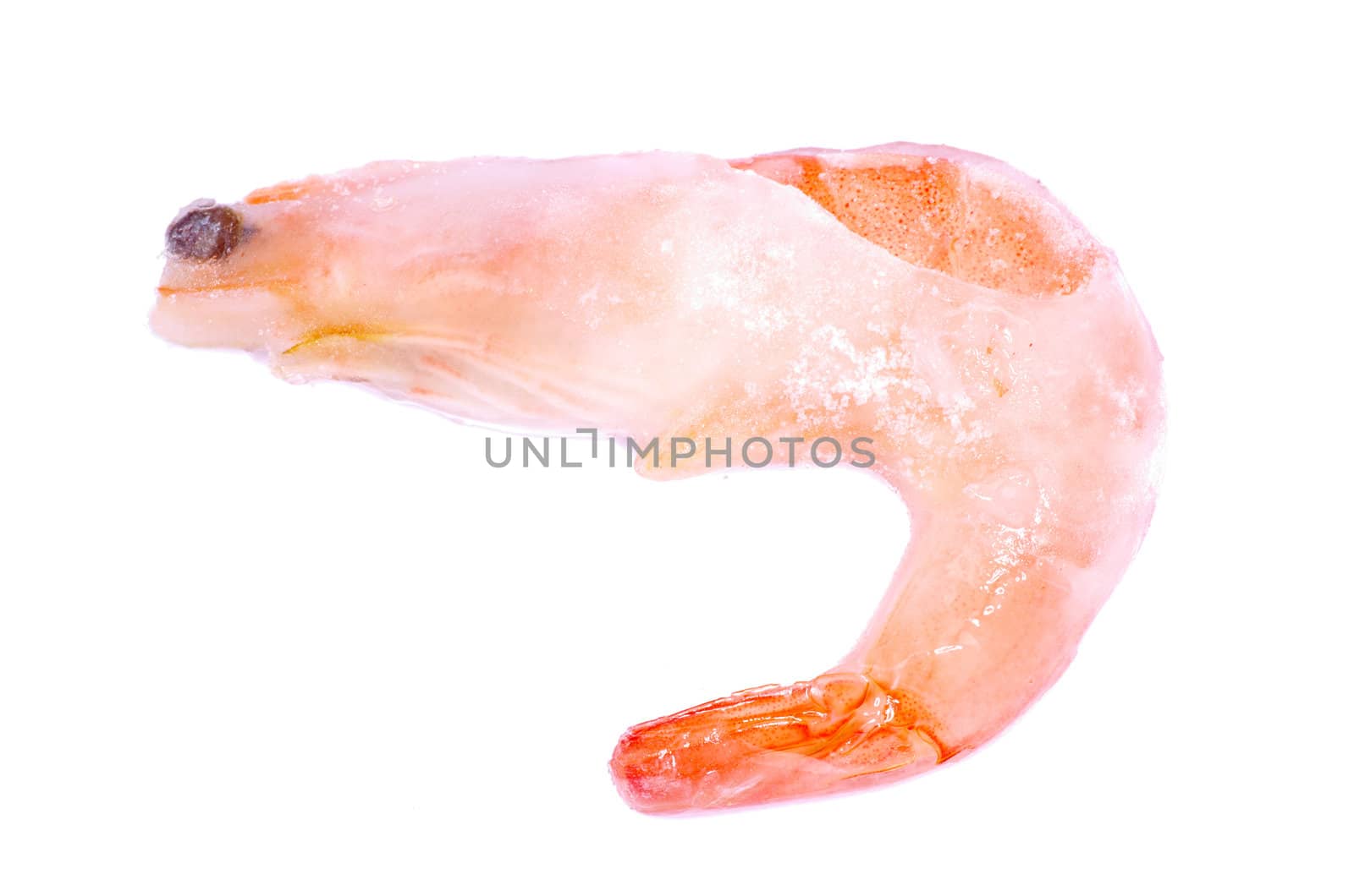 shrimp isolated on a white background