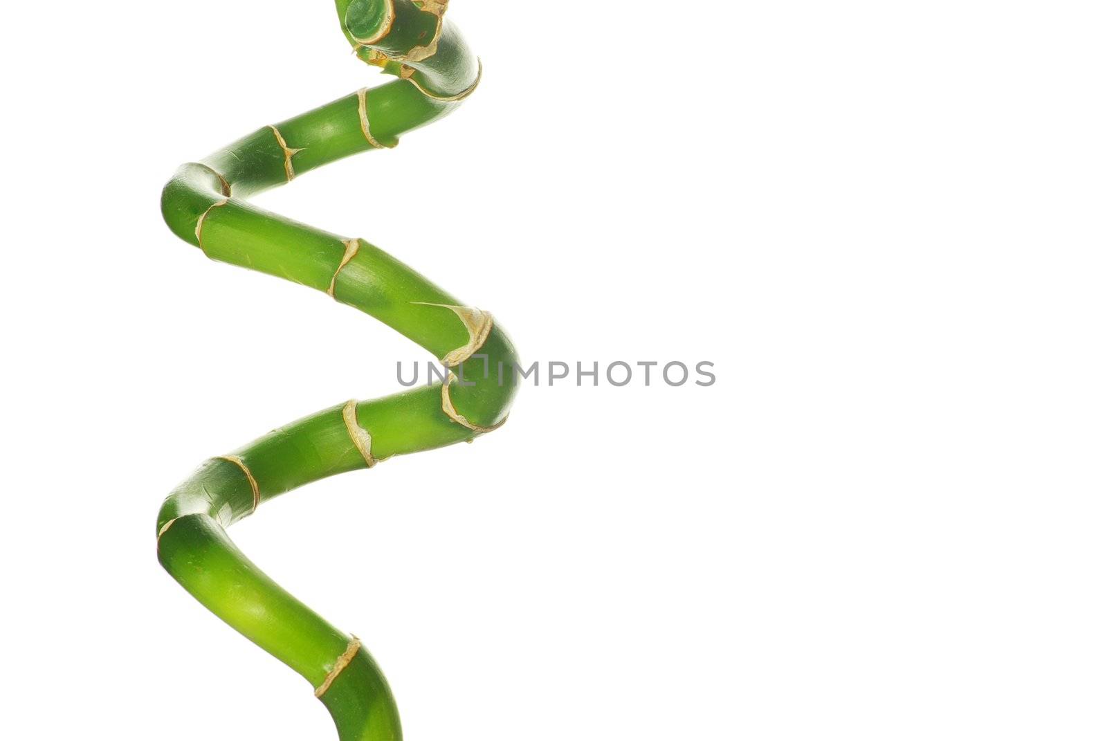 bamboo isolated on a white background