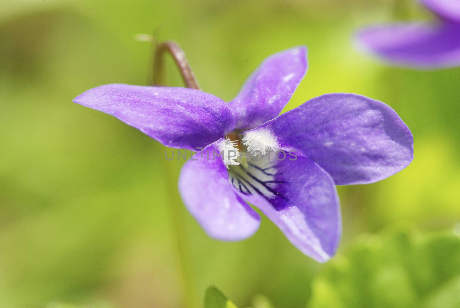 blue spring flower on the field