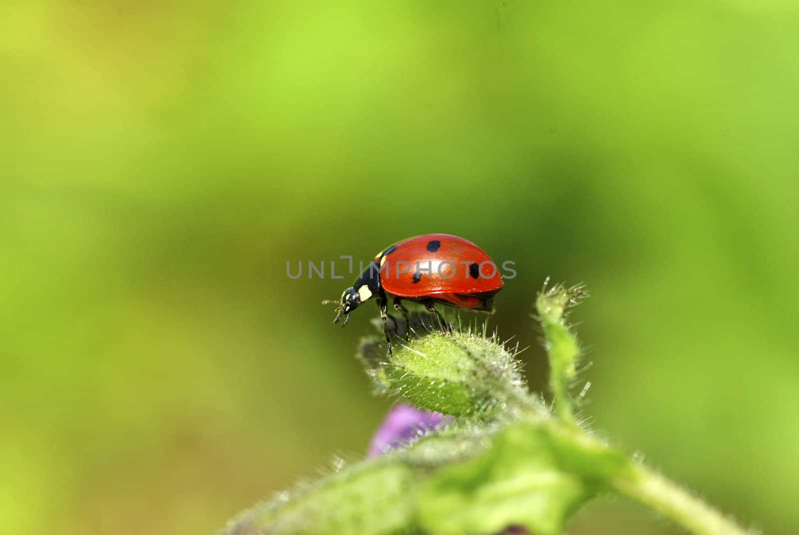 red ladybug on green grass isolated on green