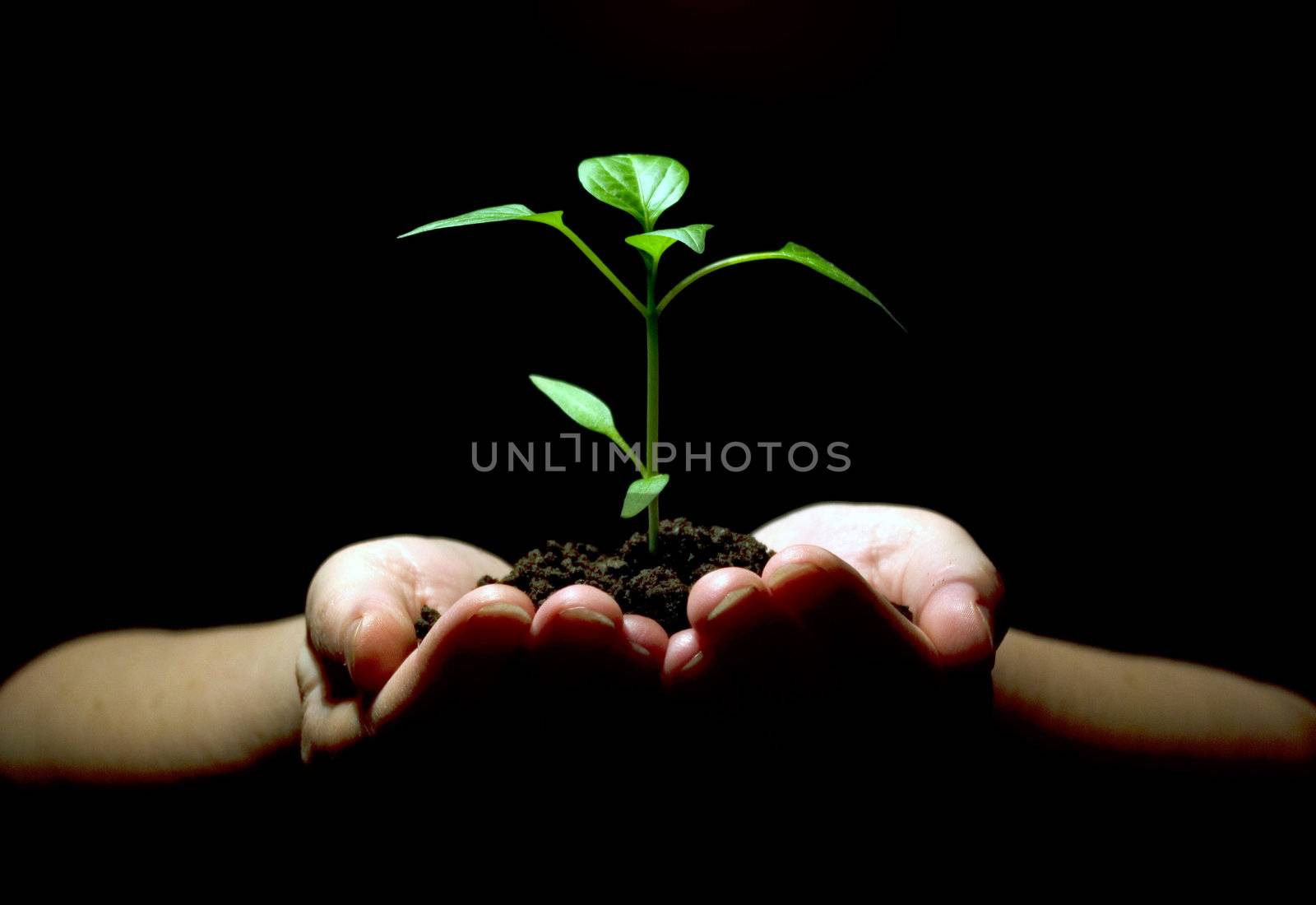 Hands holding sapling in soil on black