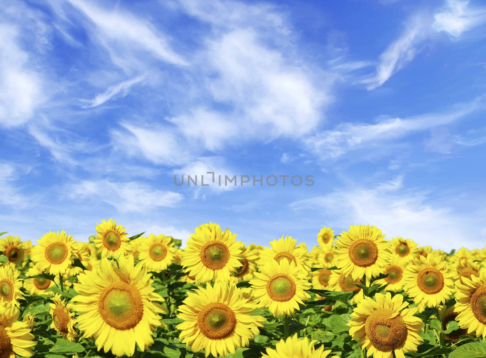 sunflower field over cloudy blue sky