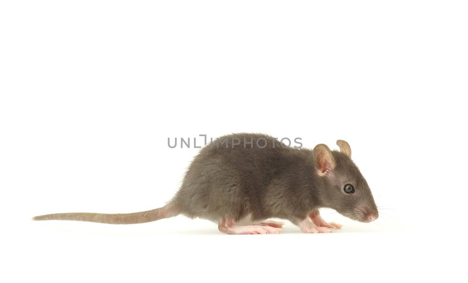 funny rat  isolated on white background