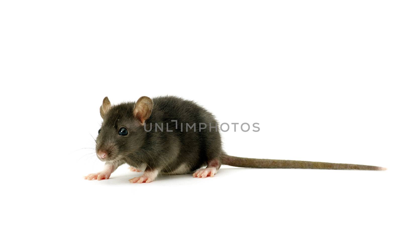 funny rat  isolated on white background