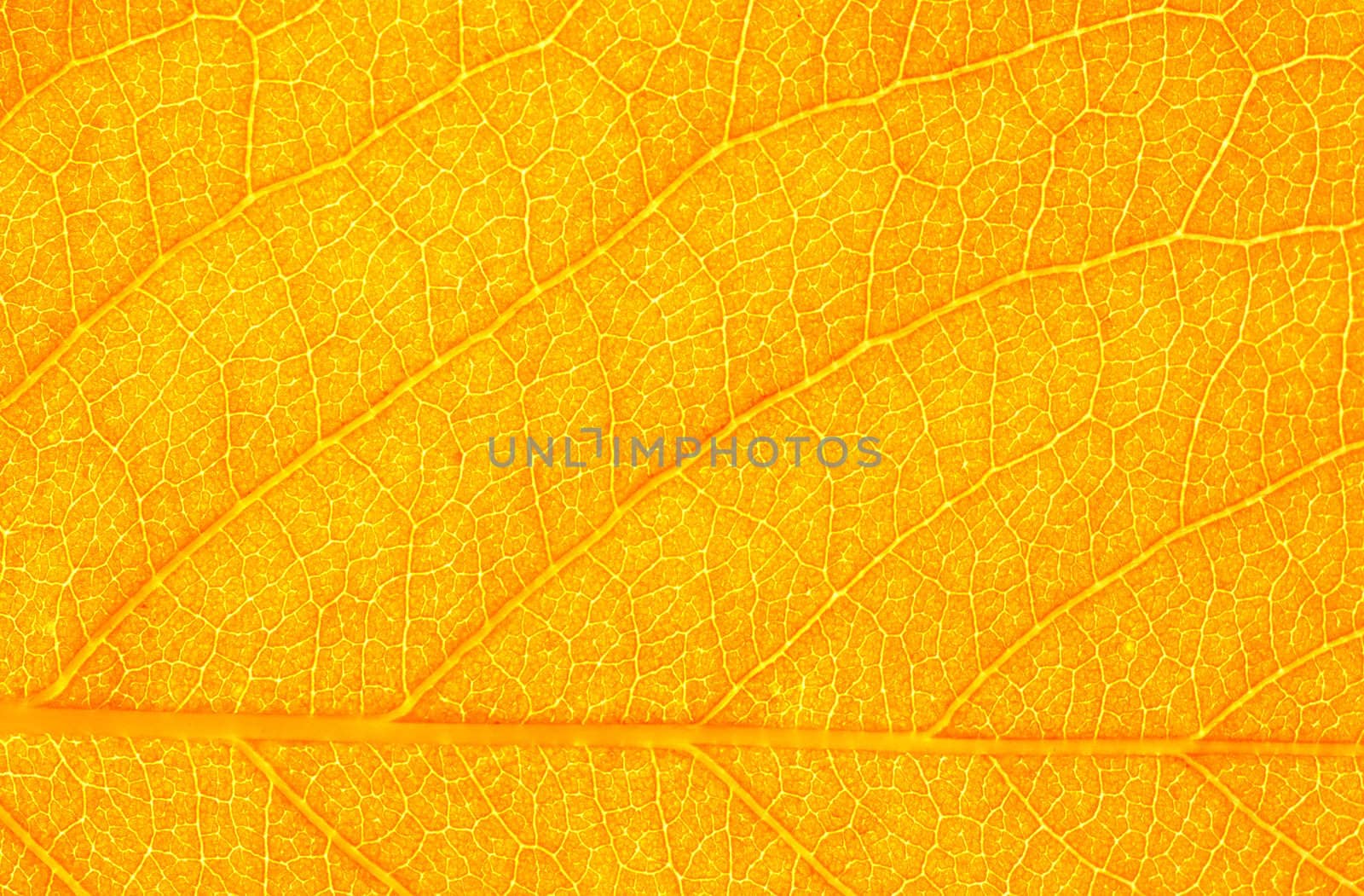 structure of leaf natural background