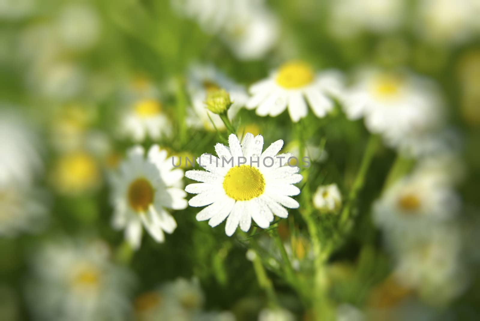 camomile flowers on a field
