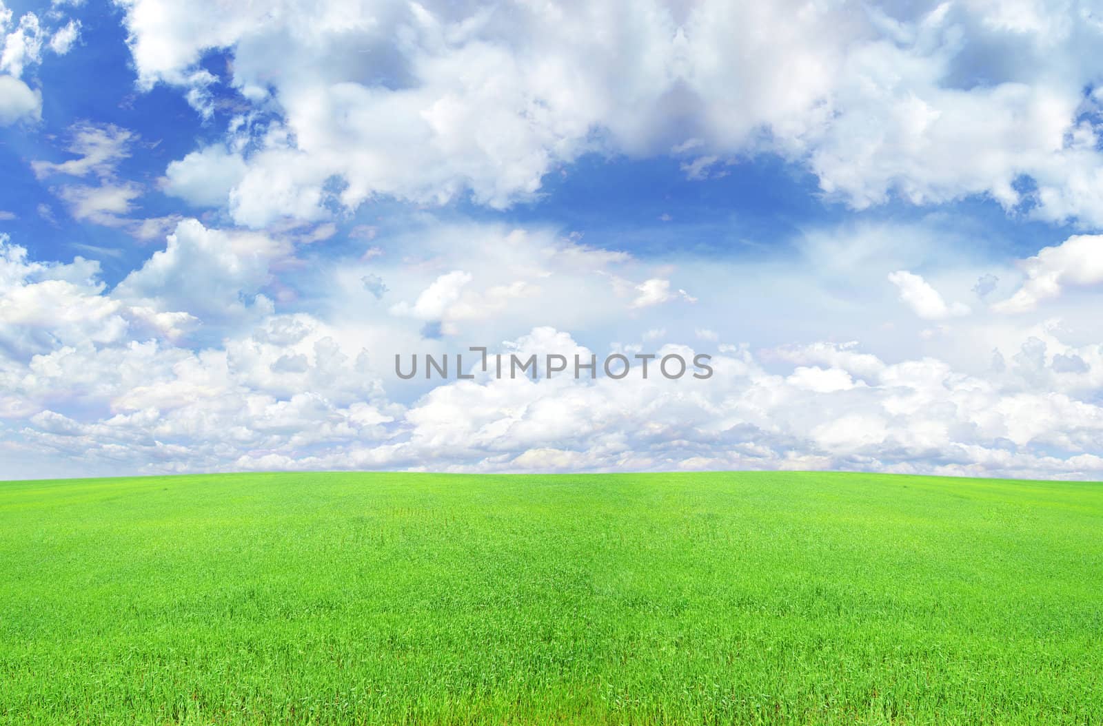 field on a background of the blue sky