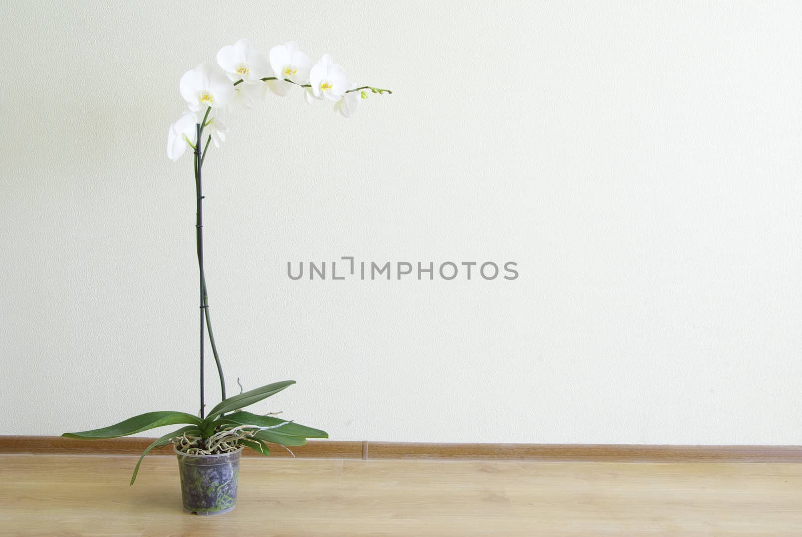 White orchid isolated on white background