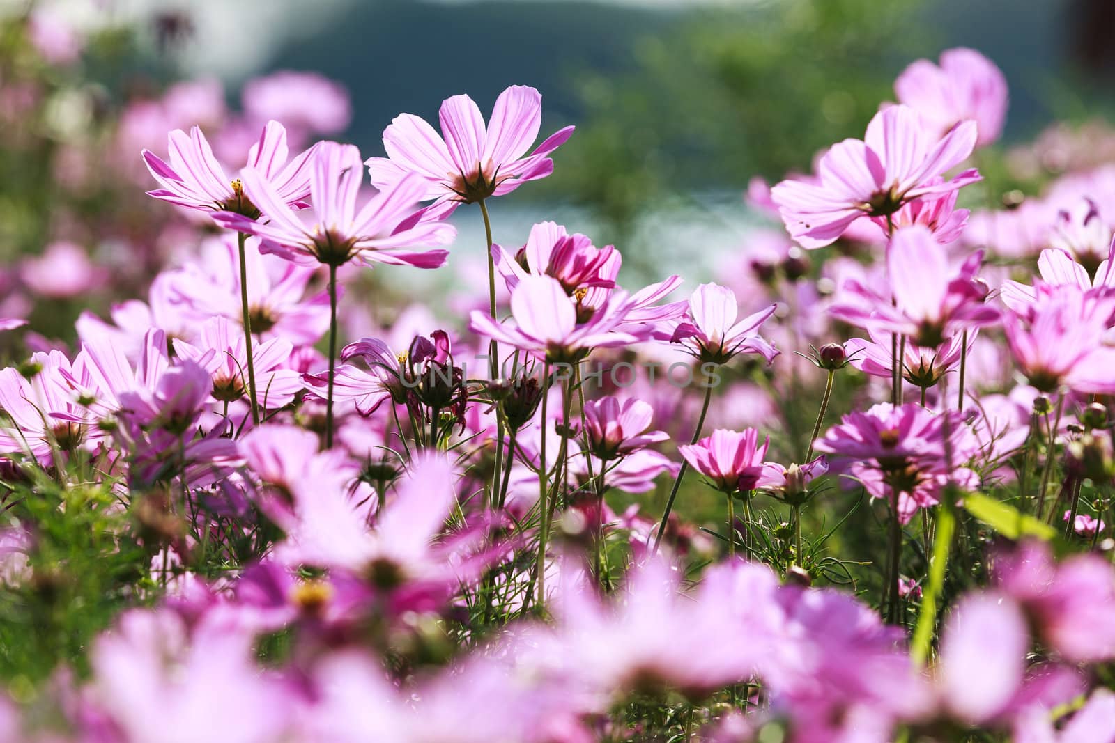 Blossom pink flower in a beautiful day.