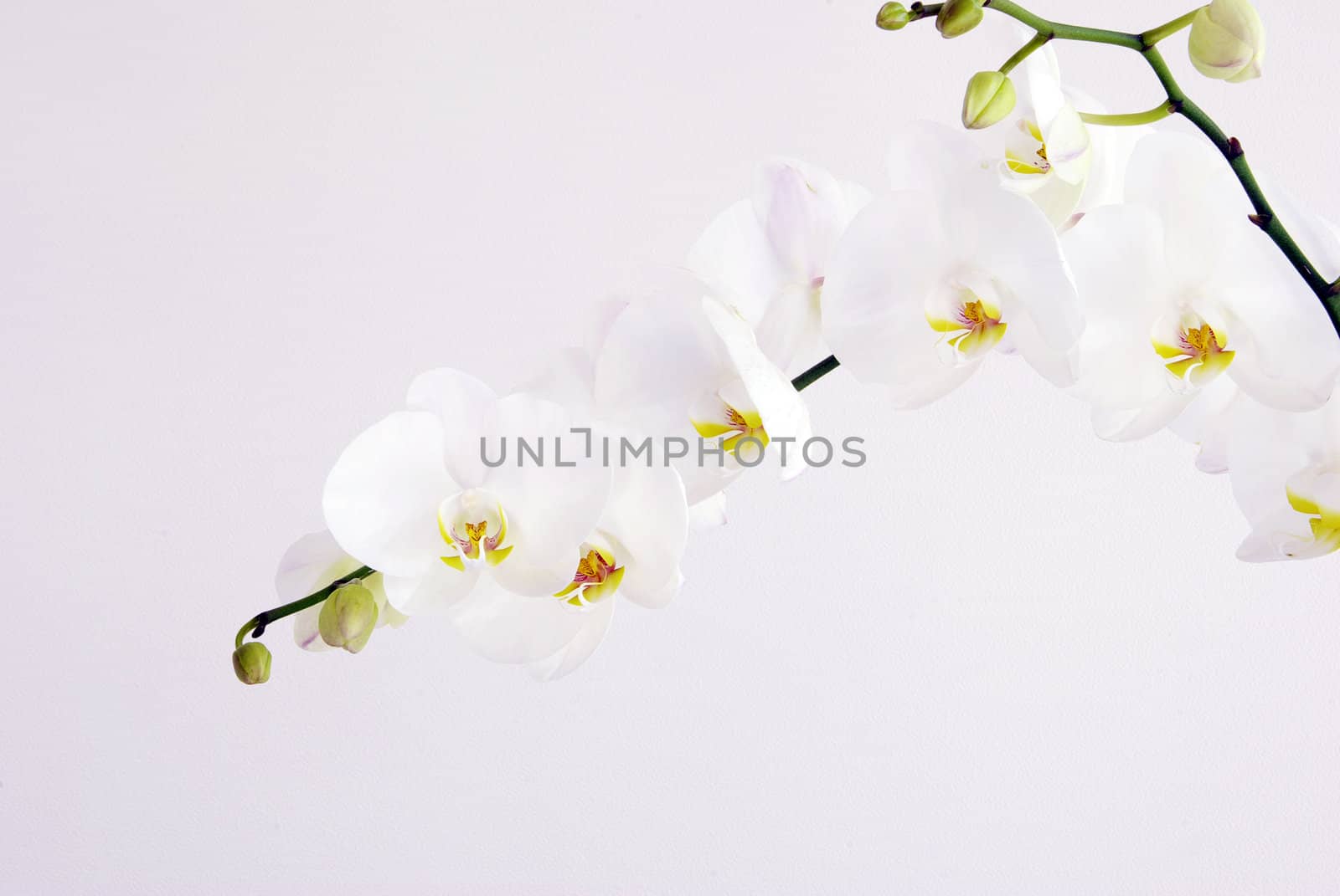 Blooming white orchids flower isolated on white background
