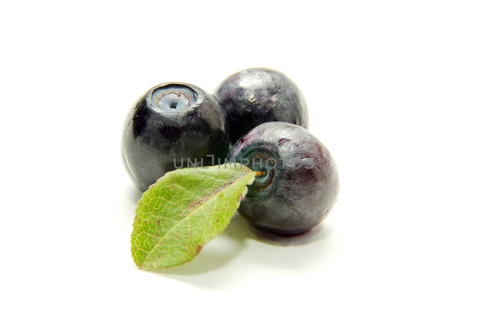  blueberries with green leaves on white background