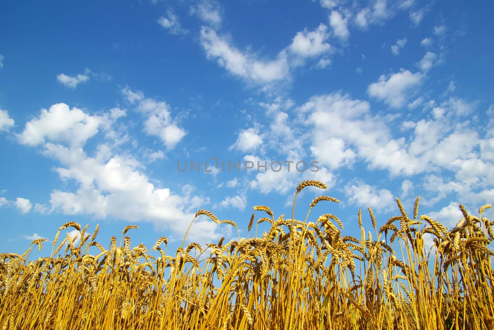 Field of wheat over blue sky