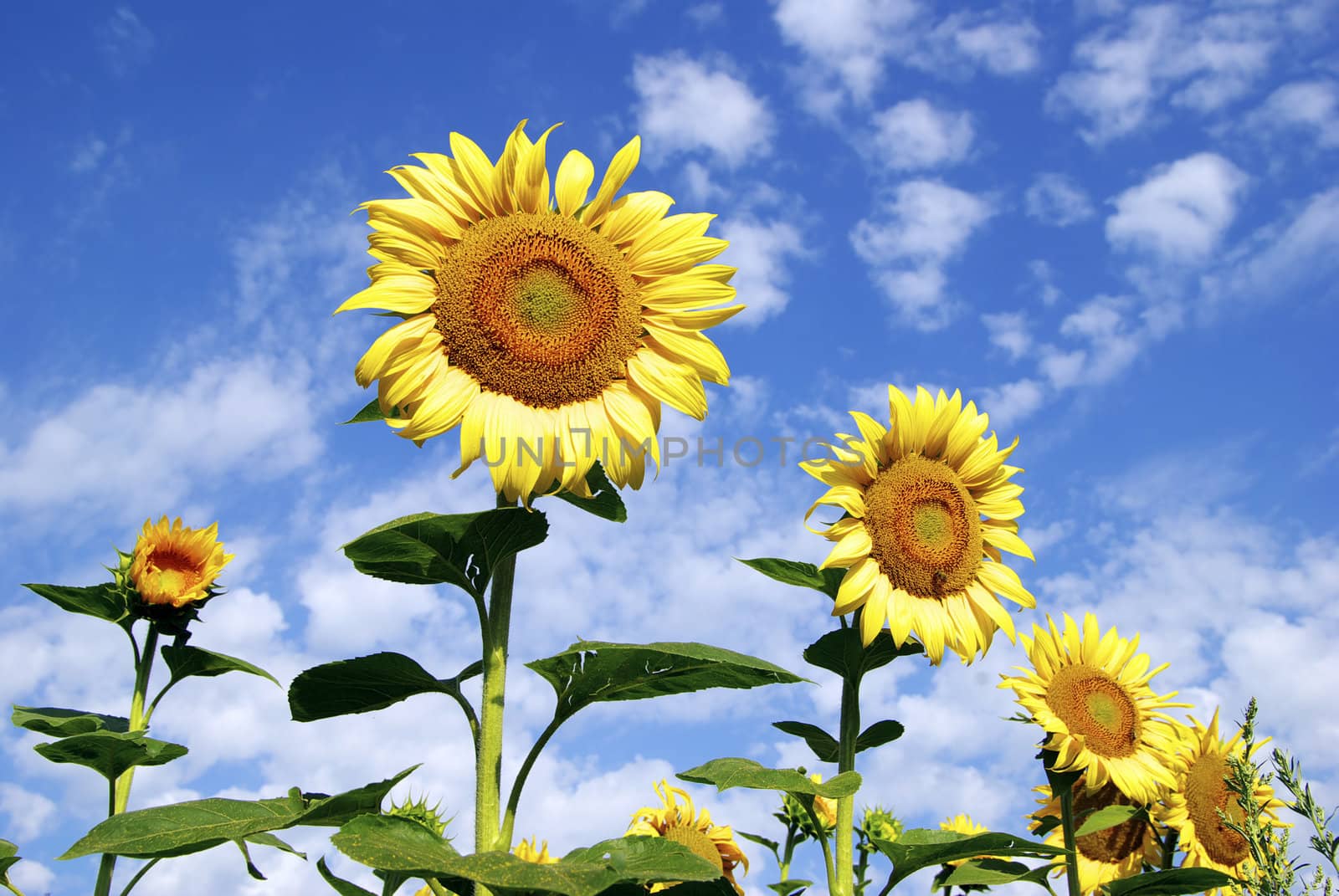 sunflower field over cloudy blue sky
