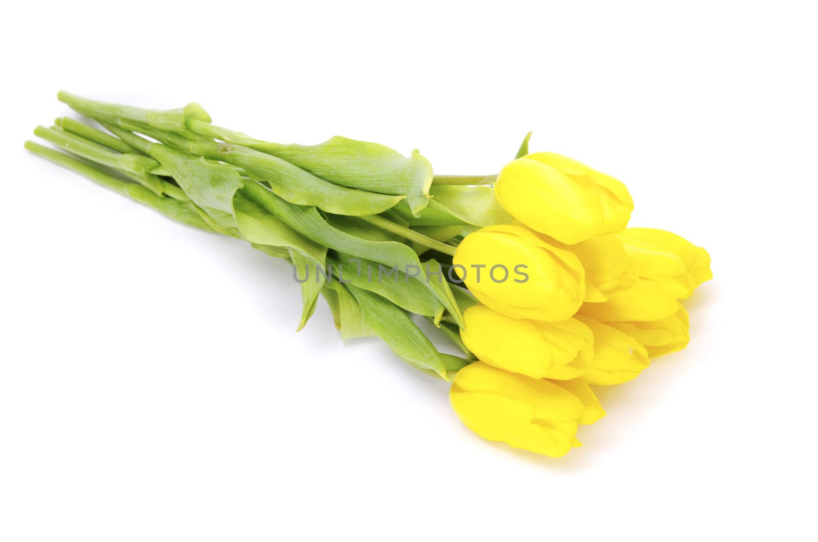 yellow tulips isolated on white background