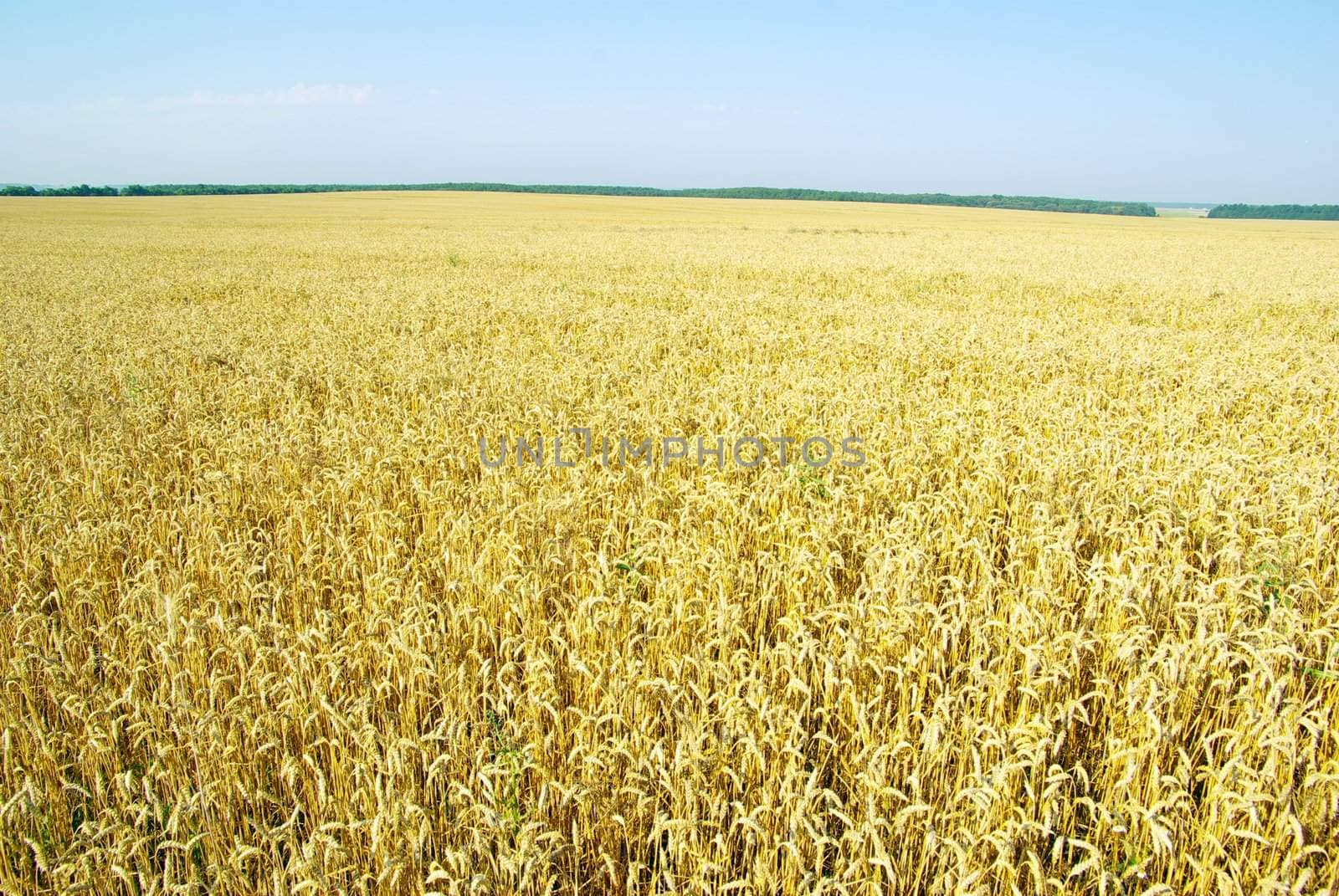 Field of wheat over blue sky