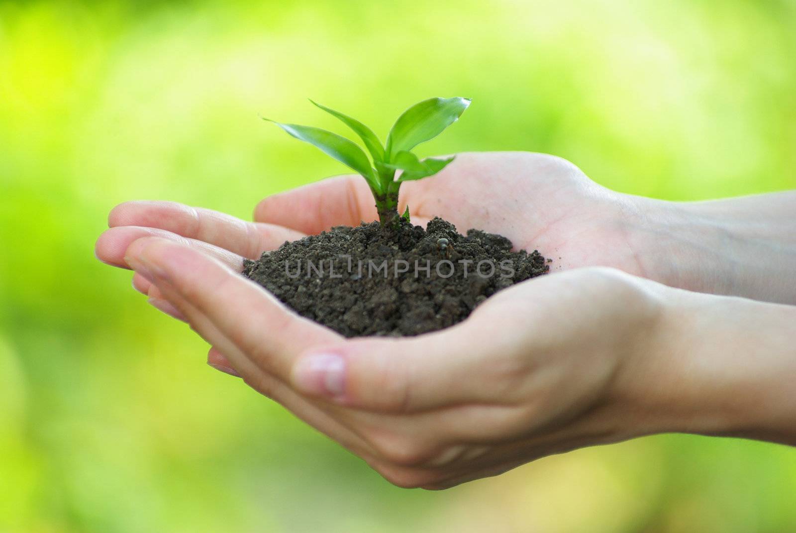 plant in the hand on  green background
