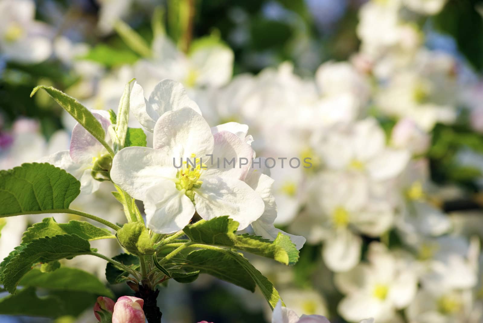  Close up of the cherry blossoms  