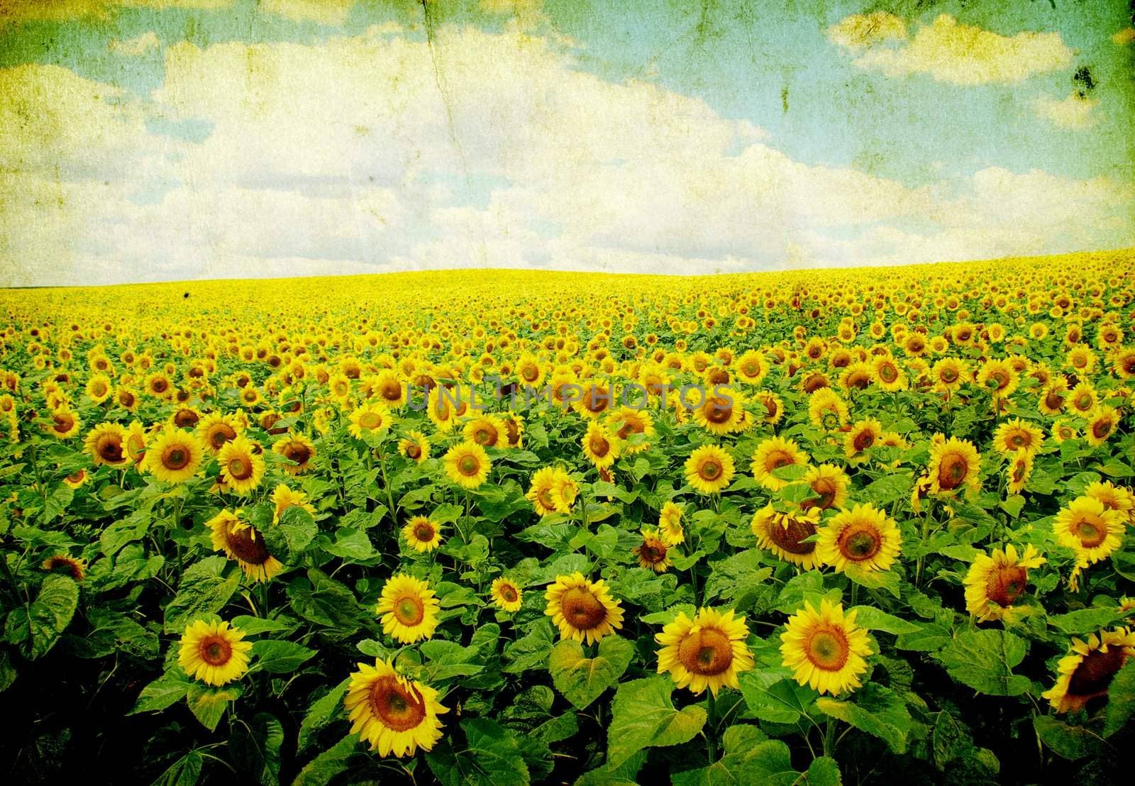 sunflower field over cloudy blue sky