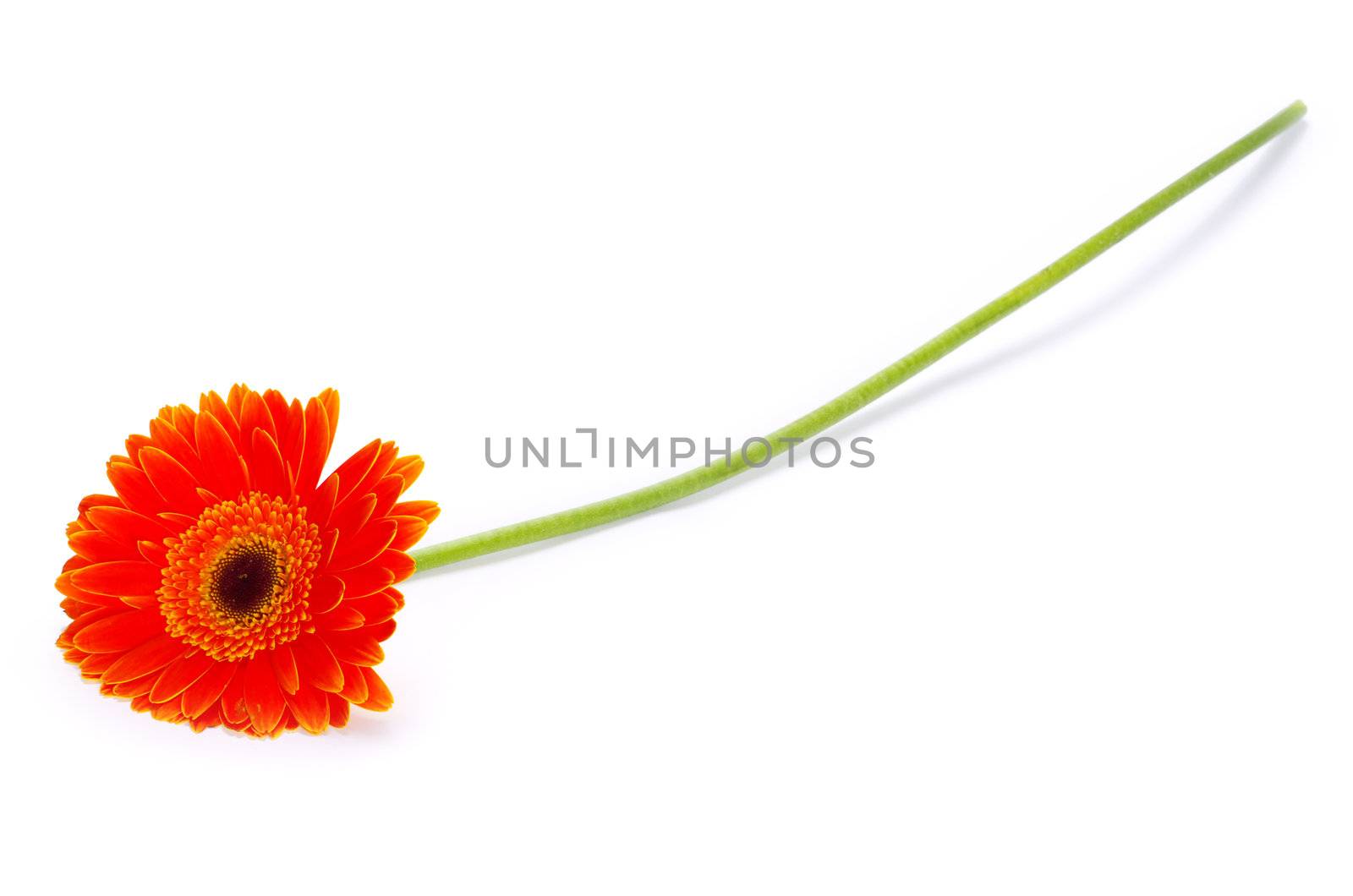 orange gerbera flower closeup on white background