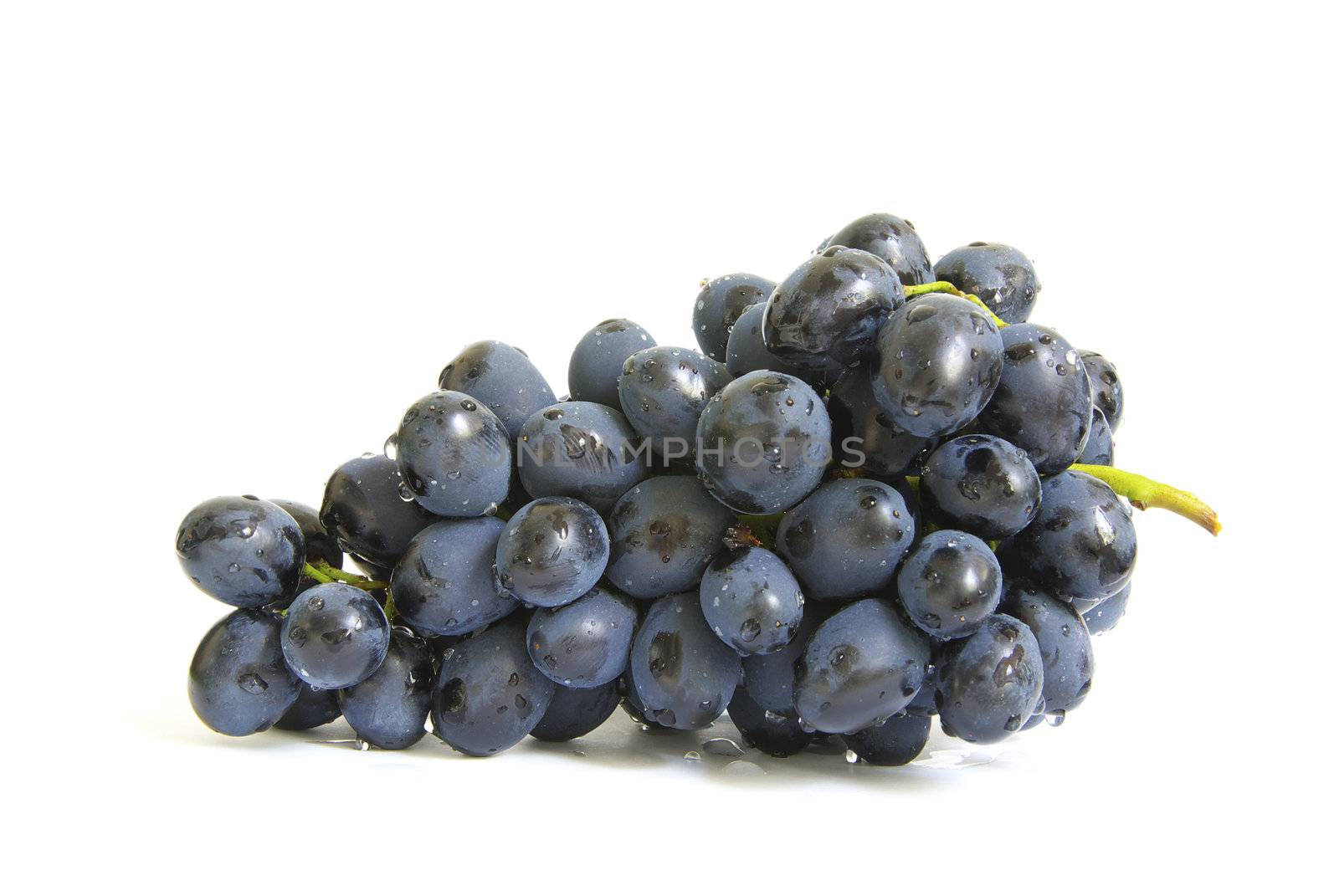 The branch of grapes with water drops