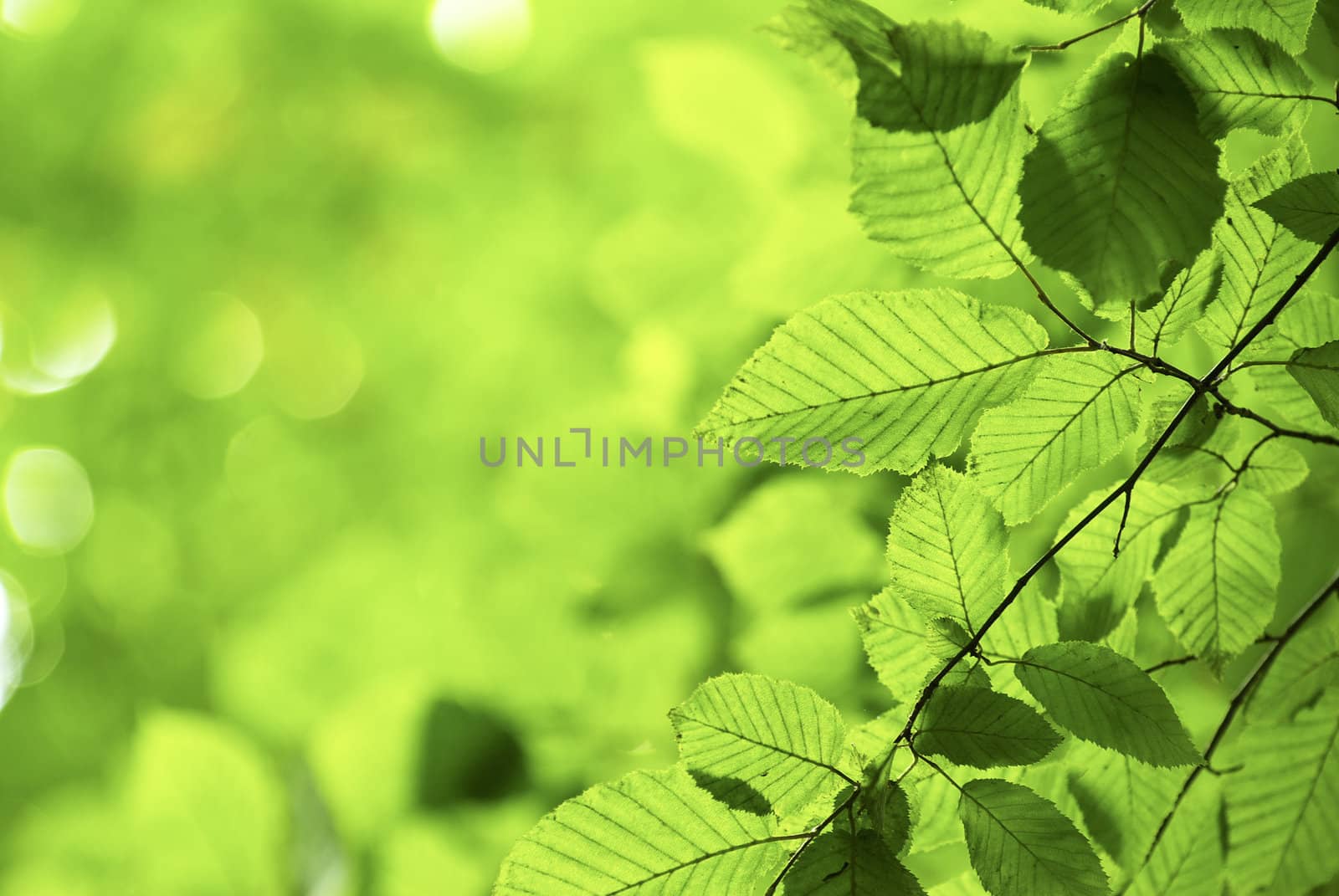 green leaves background in sunny day