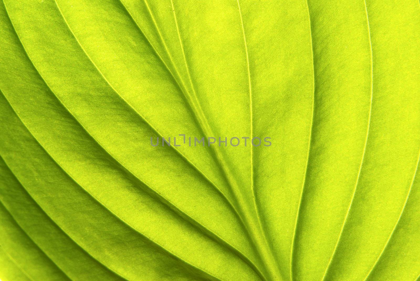 Texture of a green leaf as background