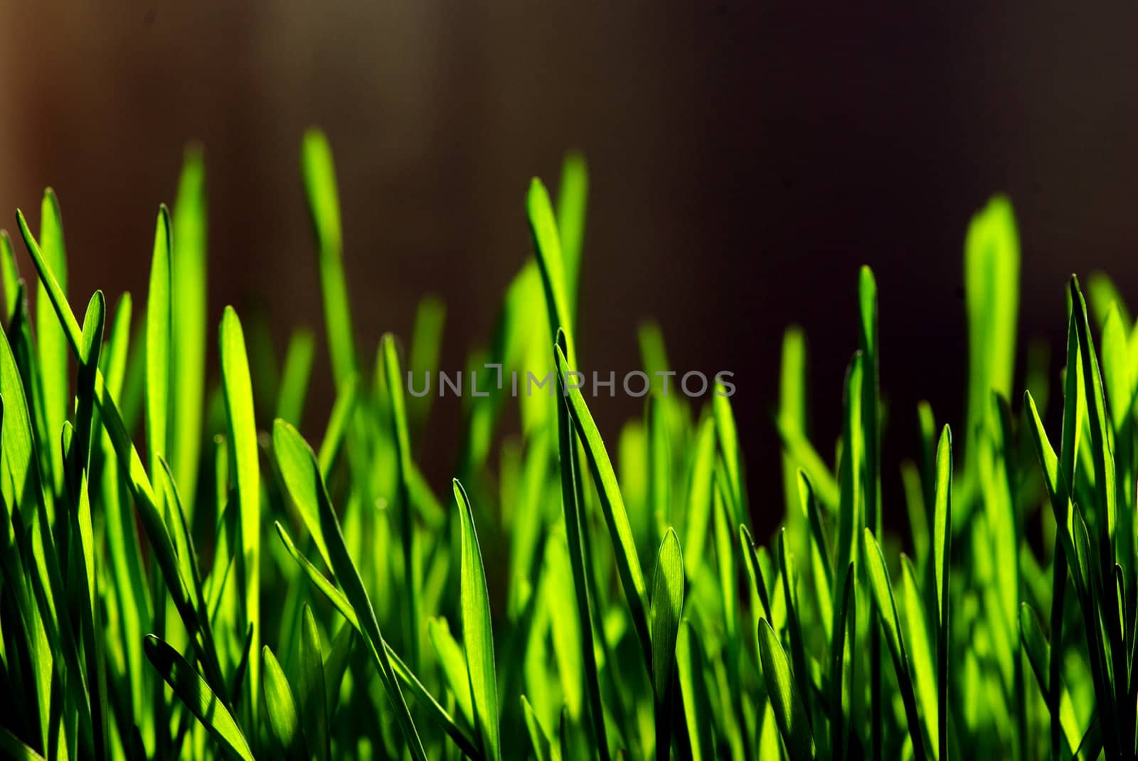 Green grass isolated on black background