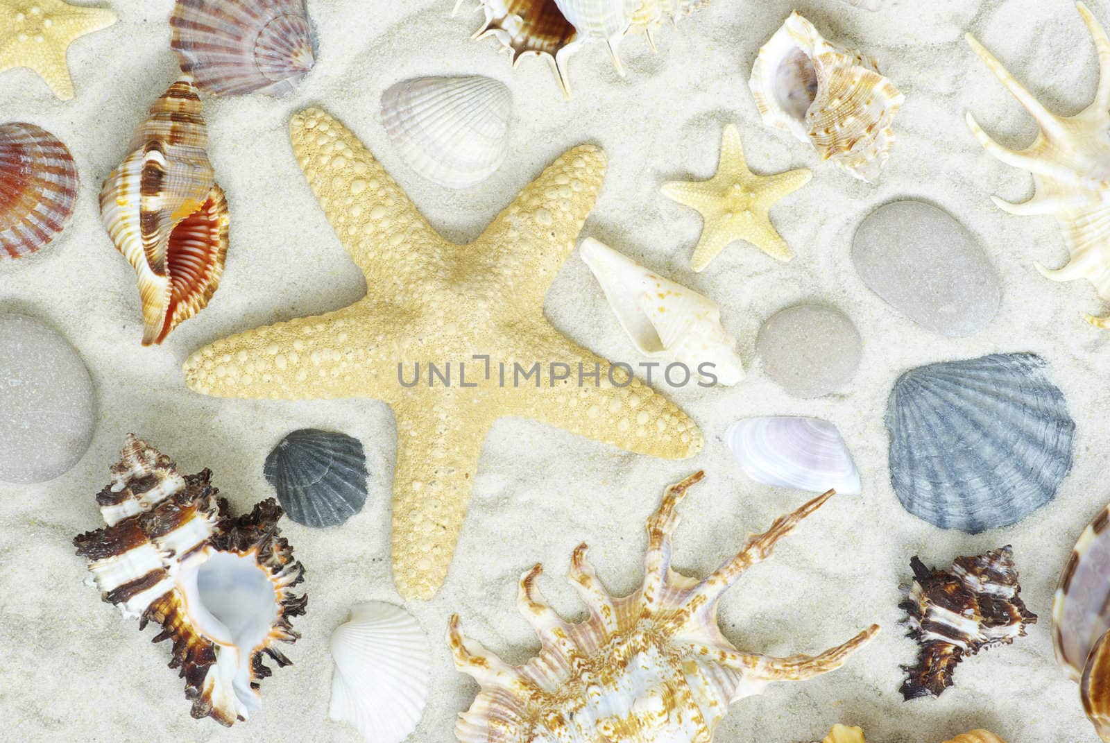 starfish and shells on the beach  sand