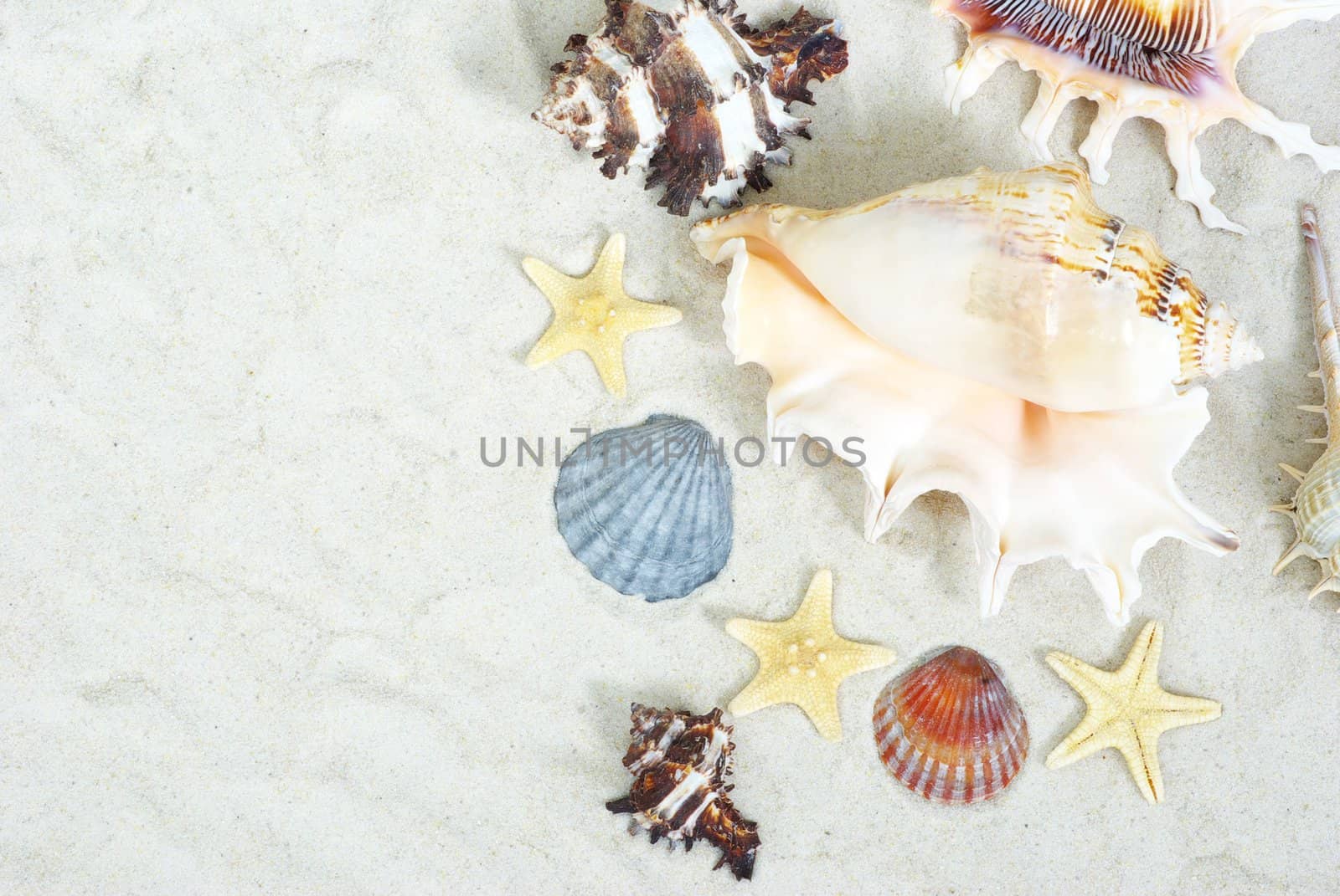 starfish and shells on the beach sand